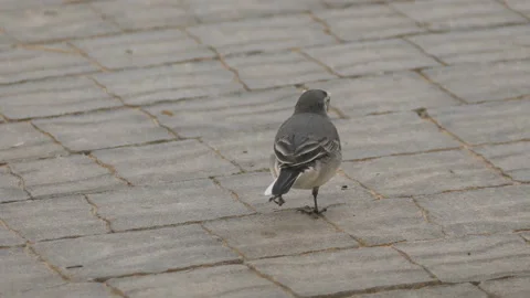 Small gray wagtail with prey Stock Footage 94872209