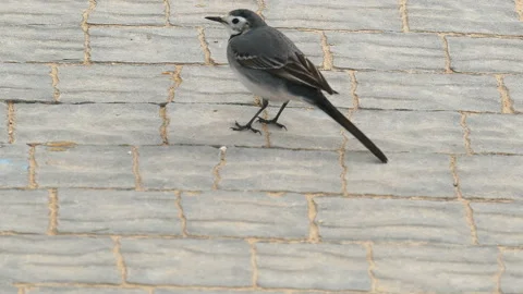 Small gray wagtail is walking and eating Stock Footage 94372970