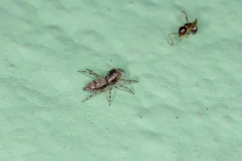 Small Gray Wall Jumping Spider Stock Photos
