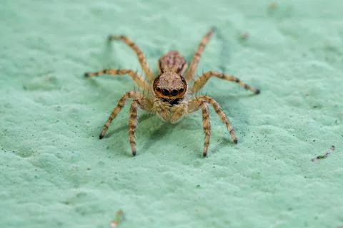 Small Gray Wall Jumping Spider Stock Photos