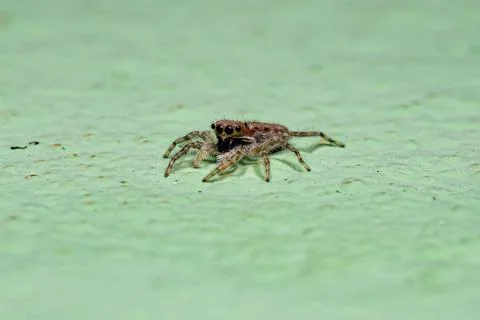 Small Gray Wall Jumping Spider Stock Photos