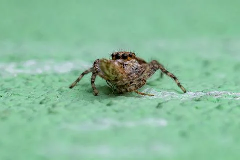 Small Gray Wall Jumping Spider Foto stock