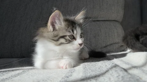 A small gray-white kitten Stock Footage 258648892