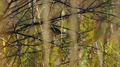 Small great tit perched among thin bare branches in warm sunlight, with dry Stock Footage 341047734