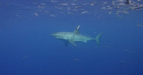Small Great White Shark Stock Footage 96260056