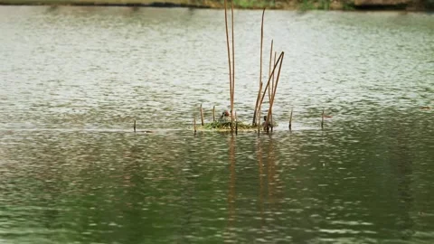 Small Grebe settling on its nest in the waters Stock Footage 332599613