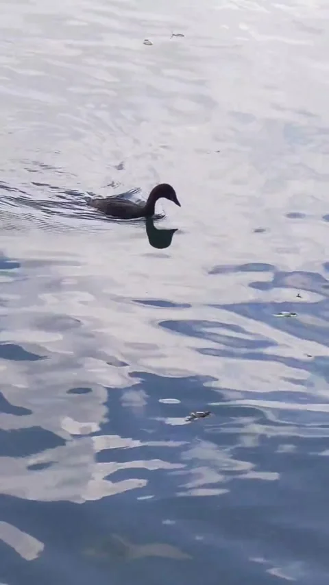 A small grebe swimming peacefully on a calm lake 스톡 동영상 343919630