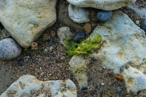 Small green algae tuft among wet stones on Baltic Sea beach Foto stock