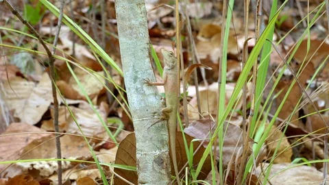 Small green and brown lizard is sitting on a tree Stock Footage 115072967
