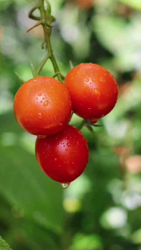Small green and red tomatoes ripen in the farm. Stock Footage 244605067