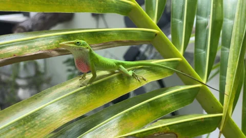 Small Green Anole lizard Perched On Palm Leaf. Close Up View Stock Footage 221329300
