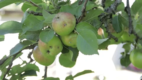 Small green apples on a branch Video stock 306795416