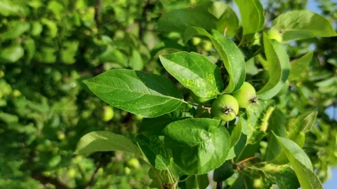 Small green apples on tree Stock Footage 247769945