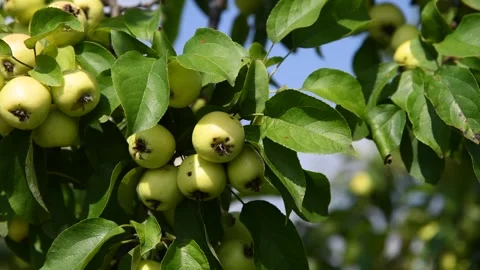 Small green apples on tree Video stock 279760677