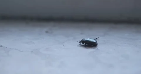 A small green beetle drags itself on cold marble. Stock Footage 201405320