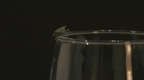 Small Green Beetle Insect Crawls Along Rim Of Glass Stock Footage 235250