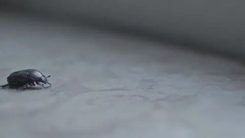 Small green beetle moves its head and antennae. Stock Footage 201405370