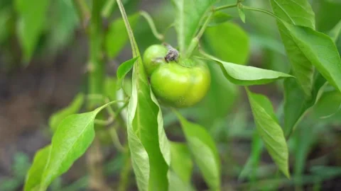 Small green bell pepper growing in the garden Stock Footage 143032877