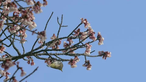 Small green bird feeding on nectar. Stock Footage 148185282