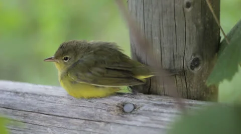 Small Green Bird Vídeo Stock 22517619