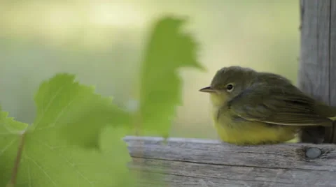 Small Green Bird Vidéo 22538634