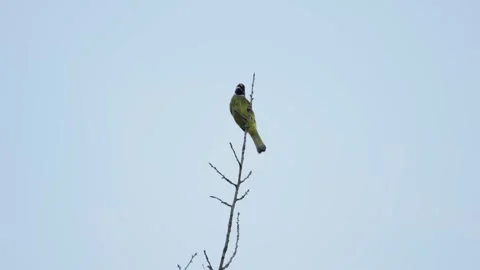 Small Green Bird Perched on a Bare Tree Branch Against a Clear Sky Stock Footage 342023840