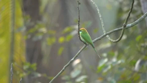 Small Green Bird Perched on Branch with Blurred Background Stock Footage 298287928