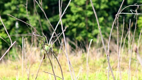 Small green bird perched on dry branch before flying off, amidst dry grass and l Stock Footage 344833880