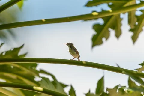 Small green bird perched on leaf stem Stock Photos