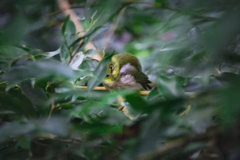 Small green bird Stock Photos