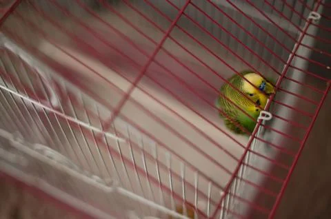 A small green bird rests inside its cage, a peaceful moment captured. Stock Photos