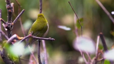 Small green bird sitting on a branch. Stock Footage 145509708