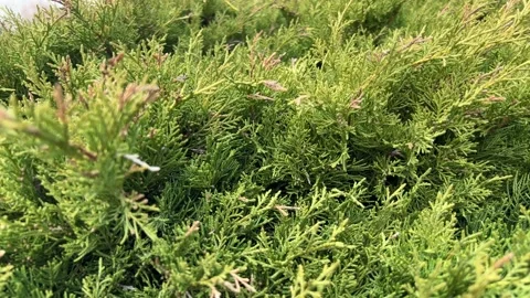 Small green branches of the plant Video stock 231635271