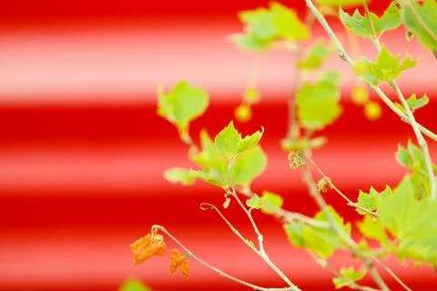 Small green branches on red background. Stock Photos
