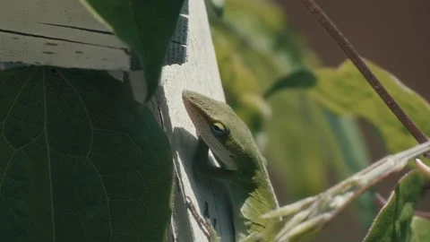 Small green brown lizard in the garden Stock Footage 240633224