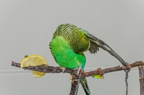 A small green budgerigar eats a lemon while sitting on a branch Stock Photos