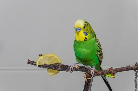 A small green budgerigar eats a lemon while sitting on a branch Stock Photos