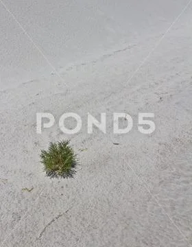 Small Green Bush and White Camouflaged Lizard Adapting to Harsh Unique Enviro Stock Photos
