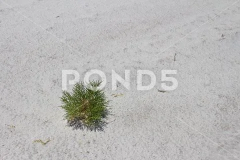 Small Green Bush and White Camouflaged Lizard Adapting to Harsh Unique Enviro Stock Photos