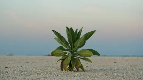 A small green bush grows on a sandy beach Stock Footage 147357749