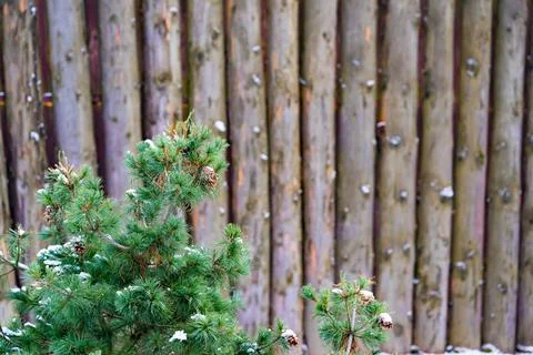 Small green bush of a pine 库存照片