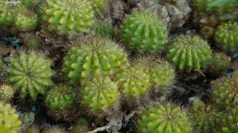 Small Green Cacti with Spines Growing Together in Garden Stock Footage 327344180
