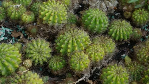 Small Green Cacti with Spines Growing Together in Garden Stock Footage 327344190