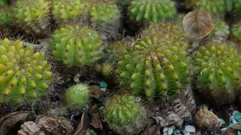 Small Green Cacti with Spines Growing Together in Garden Stock Footage 328206295