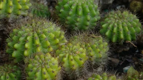 Small Green Cacti with Spines Growing Together in Garden Stock Footage 328206299