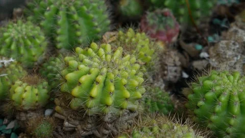Small Green Cacti with Spines Growing Together in Garden Видео 330280932