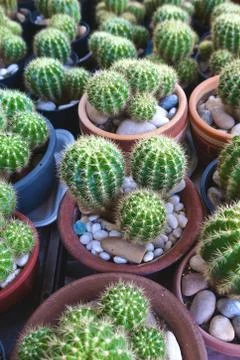 Small green cactus Fotos Stock