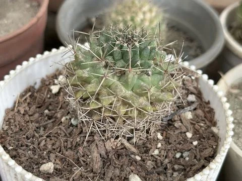 A small green cactus with sharp needles sits in a white decorative flowerpot Photos