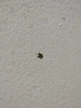 Small green capsid bug clinging to textured exterior wall surface Stock Photos