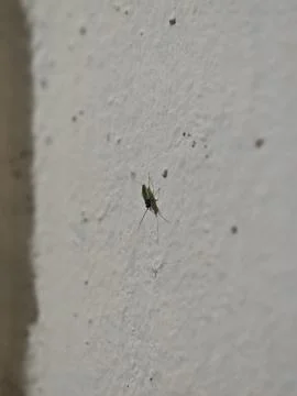 Small green capsid bug clinging to a textured white wall surface Stock Photos